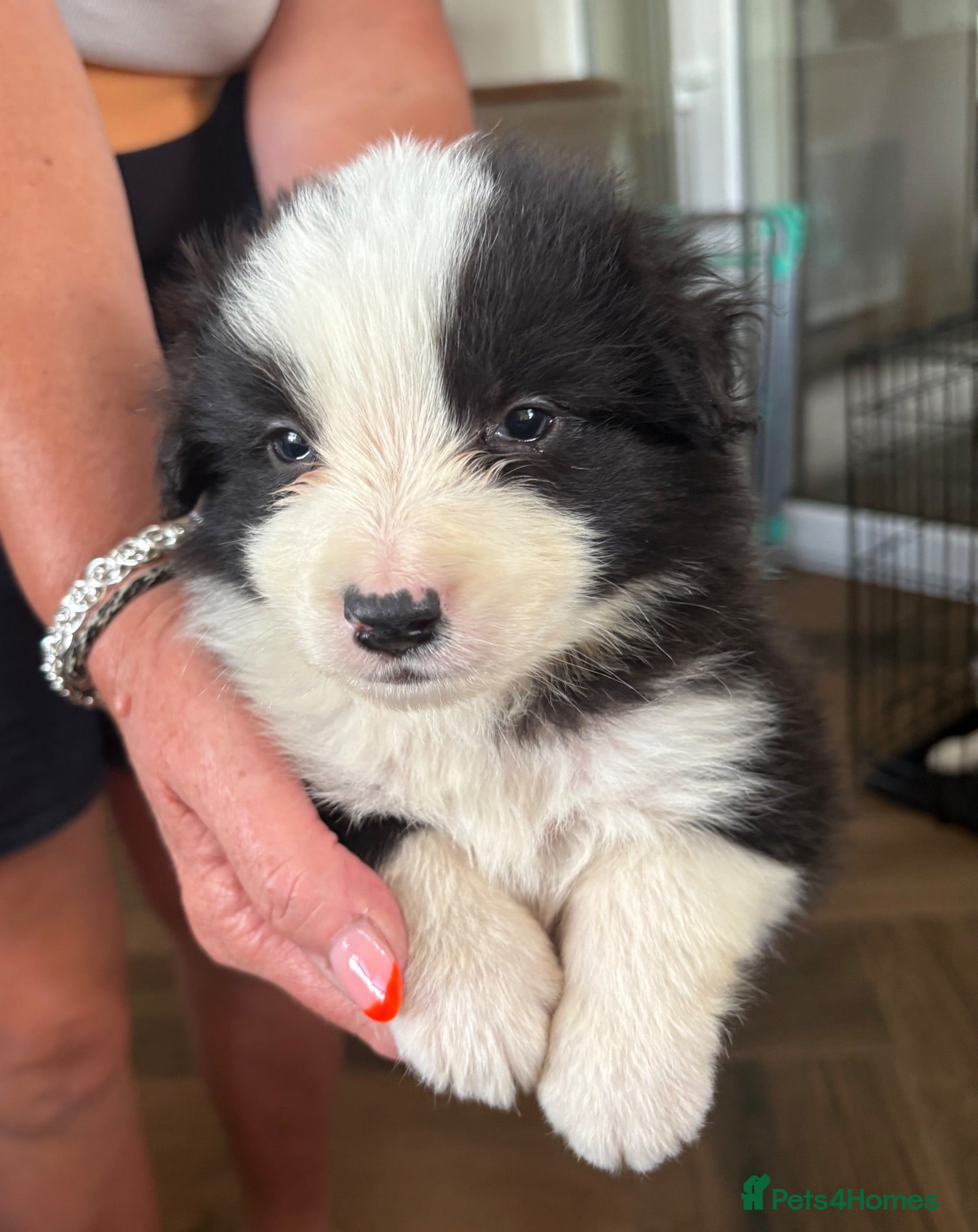 Border Collie dogs Stunning border collie pups - Advert 1