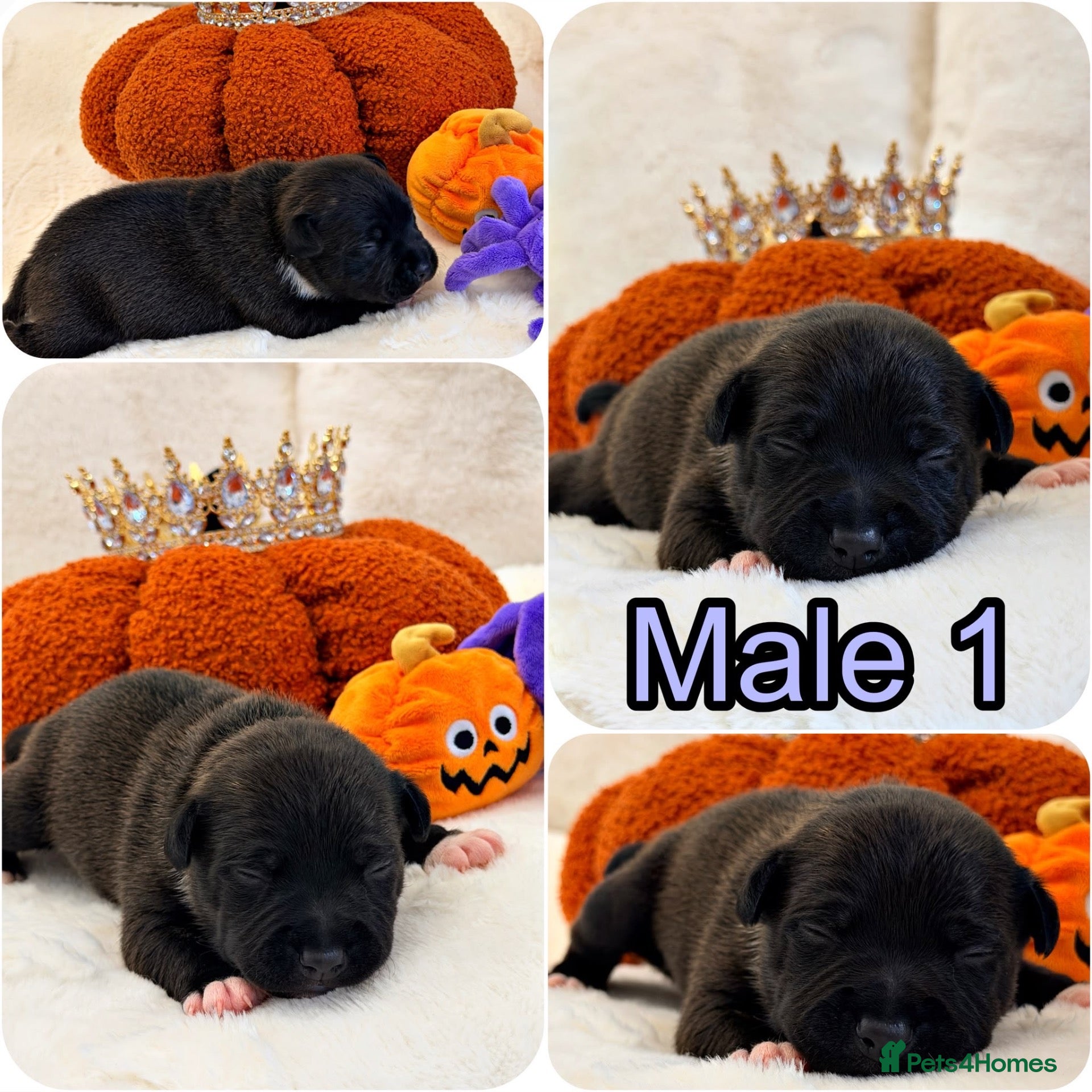Staffordshire Bull Terrier dogs for sale: 🐾 STAFFORDSHIRE BULL TERRIER  🐾 - Advert 2