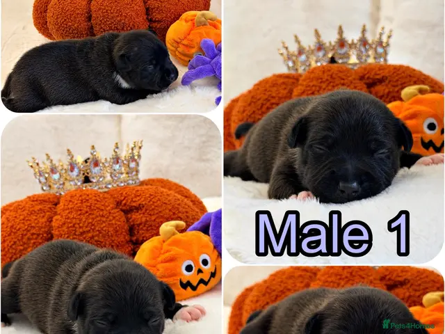 Staffordshire Bull Terrier dogs for sale: 🐾 STAFFORDSHIRE BULL TERRIER 🐾 - Advert 2