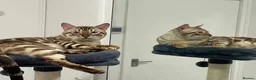 Bengal cats for sale: Tica registered bengals  in Chatham - Advert 17