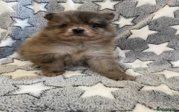 Pomeranian dogs for sale: Pomeranian puppies - Image 20