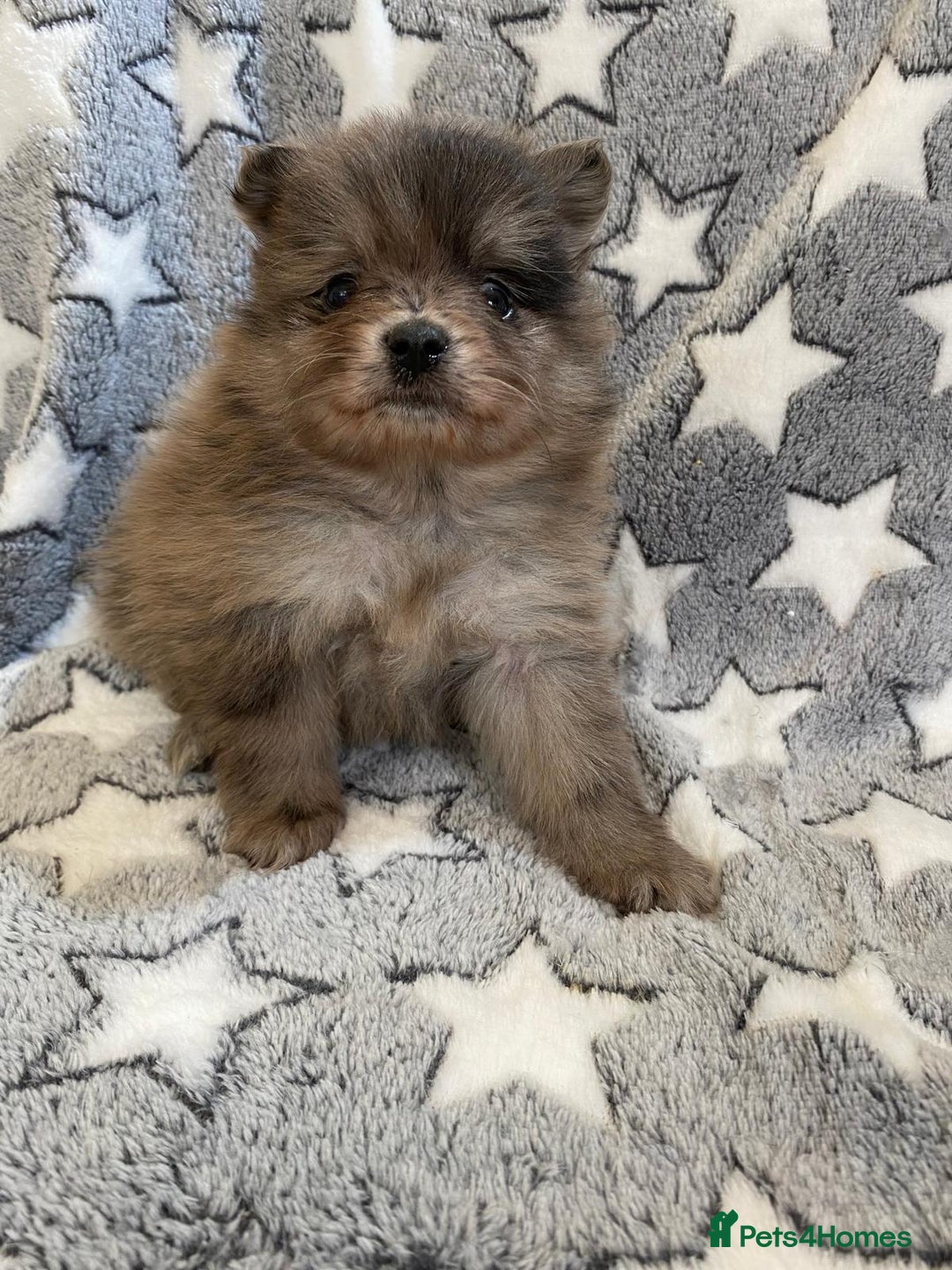 Pomeranian dogs for sale: Pomeranian puppies - Image 20