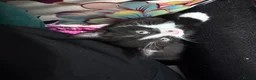 Mixed Breed cats for sale: Last kitten ready to go  - Advert 2