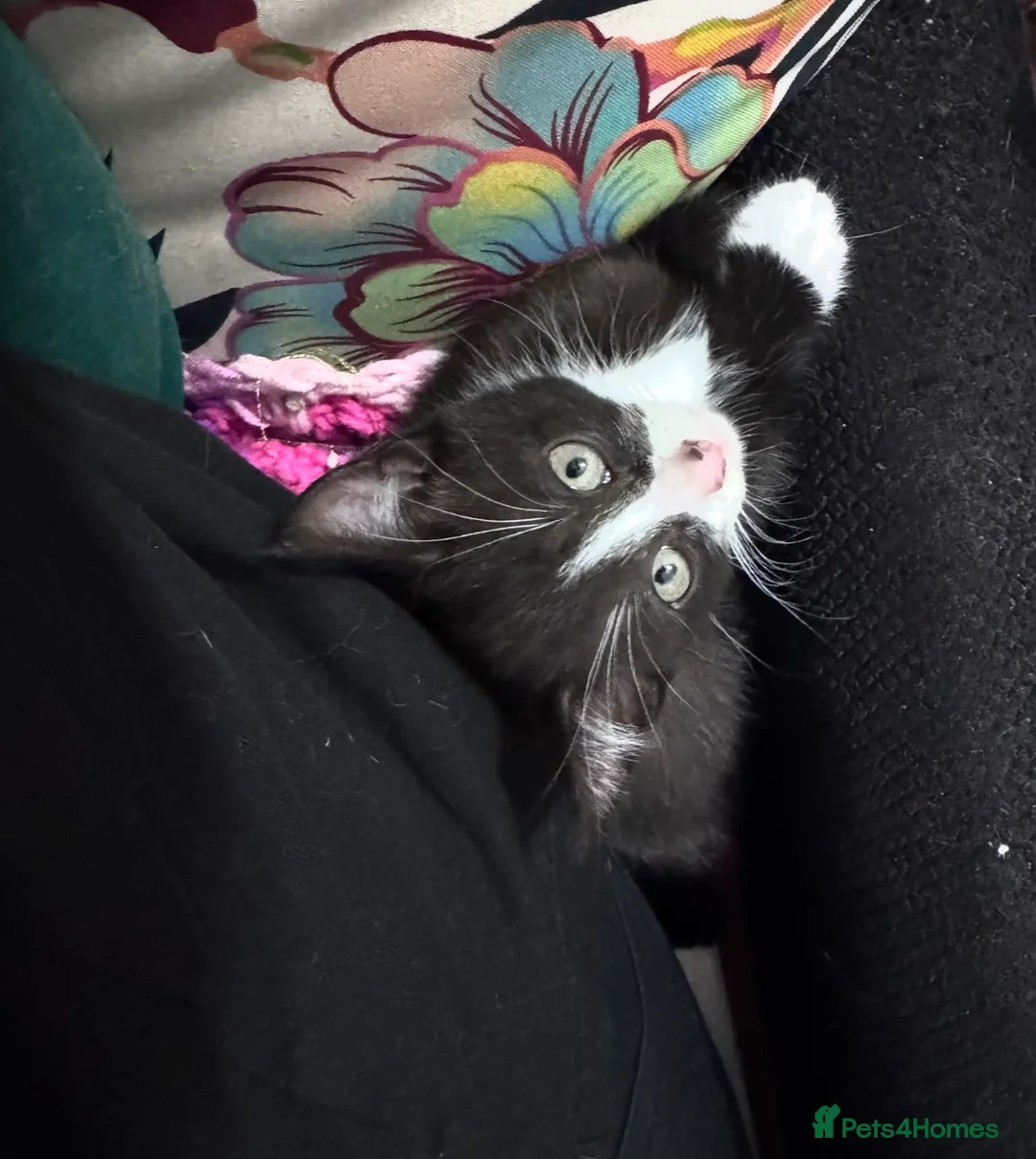 Mixed Breed cats for sale: Last kitten ready to go  - Advert 2