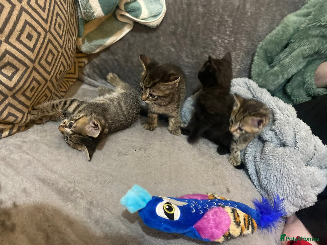 Mixed Breed cats for sale: Kittens looking for their forever homes  - Advert 5