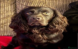 Sprocker dogs for sale: Brown Sproker Puppies Parents KC registered.  - Image 3