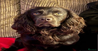 Sprocker dogs - Advert 3
