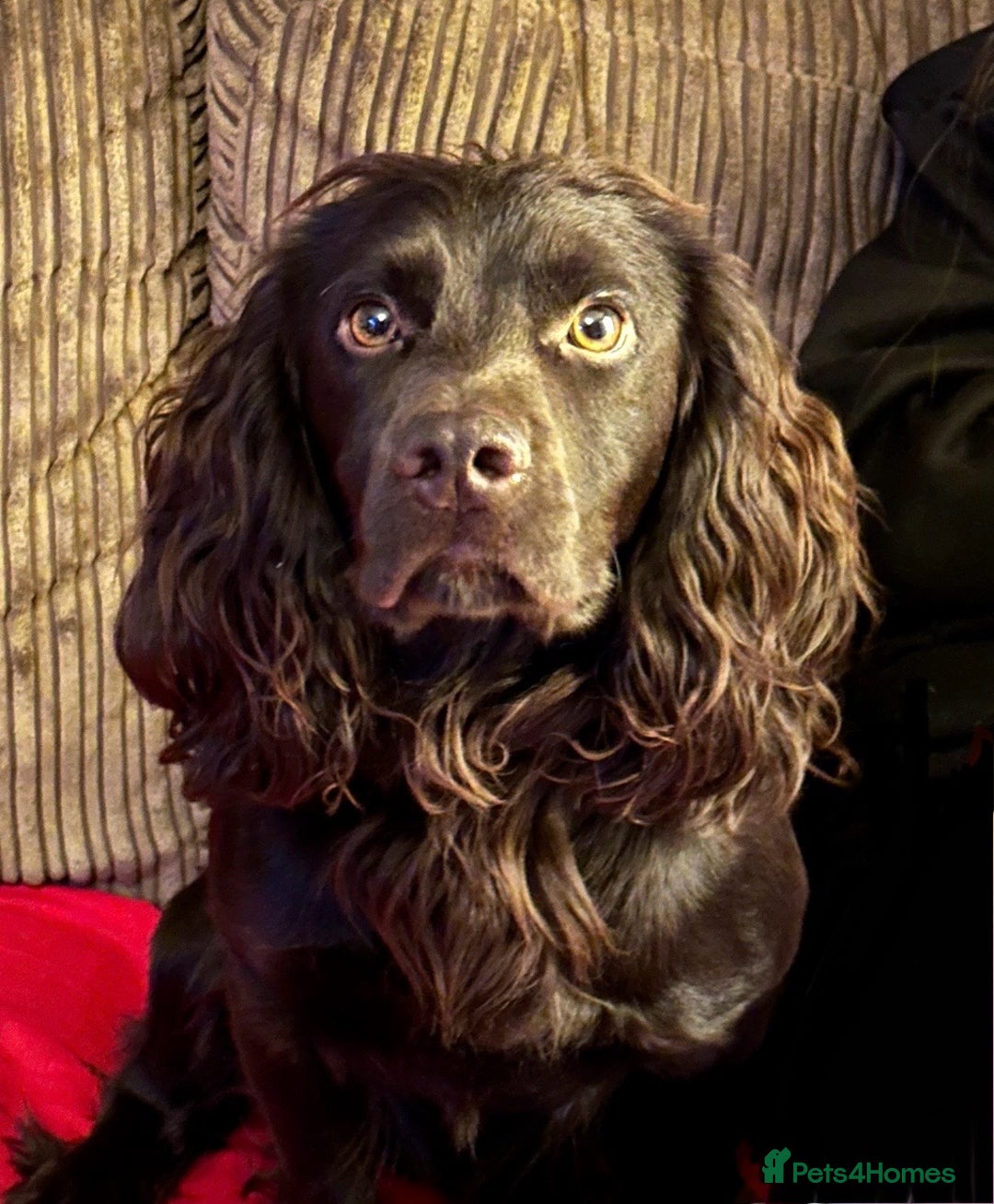Sprocker dogs for sale: Brown Sproker Puppies Parents KC registered.  - Image 3