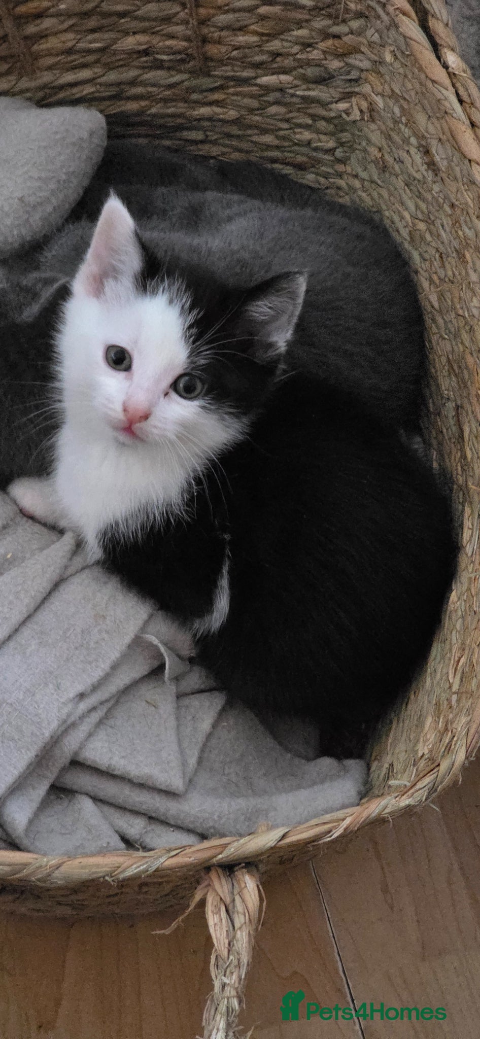 Ragdoll cats 5 Stunning Fluffy Ragdoll Cross Kittens  - Advert 15