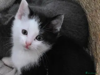 Ragdoll cats 5 Stunning Fluffy Ragdoll Cross Kittens - Advert 15