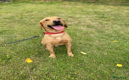 Labrador Retriever dogs for sale: SCOOBY looking for his forever home - Image 3
