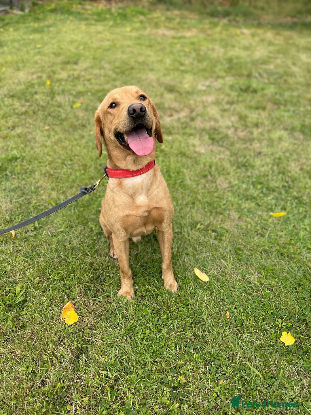 Labrador Retriever dogs for sale: SCOOBY looking for his forever home - Image 3