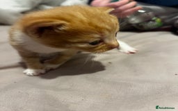 British Shorthair cats for sale: 4 gorgeous kittens for sale  - Image 10