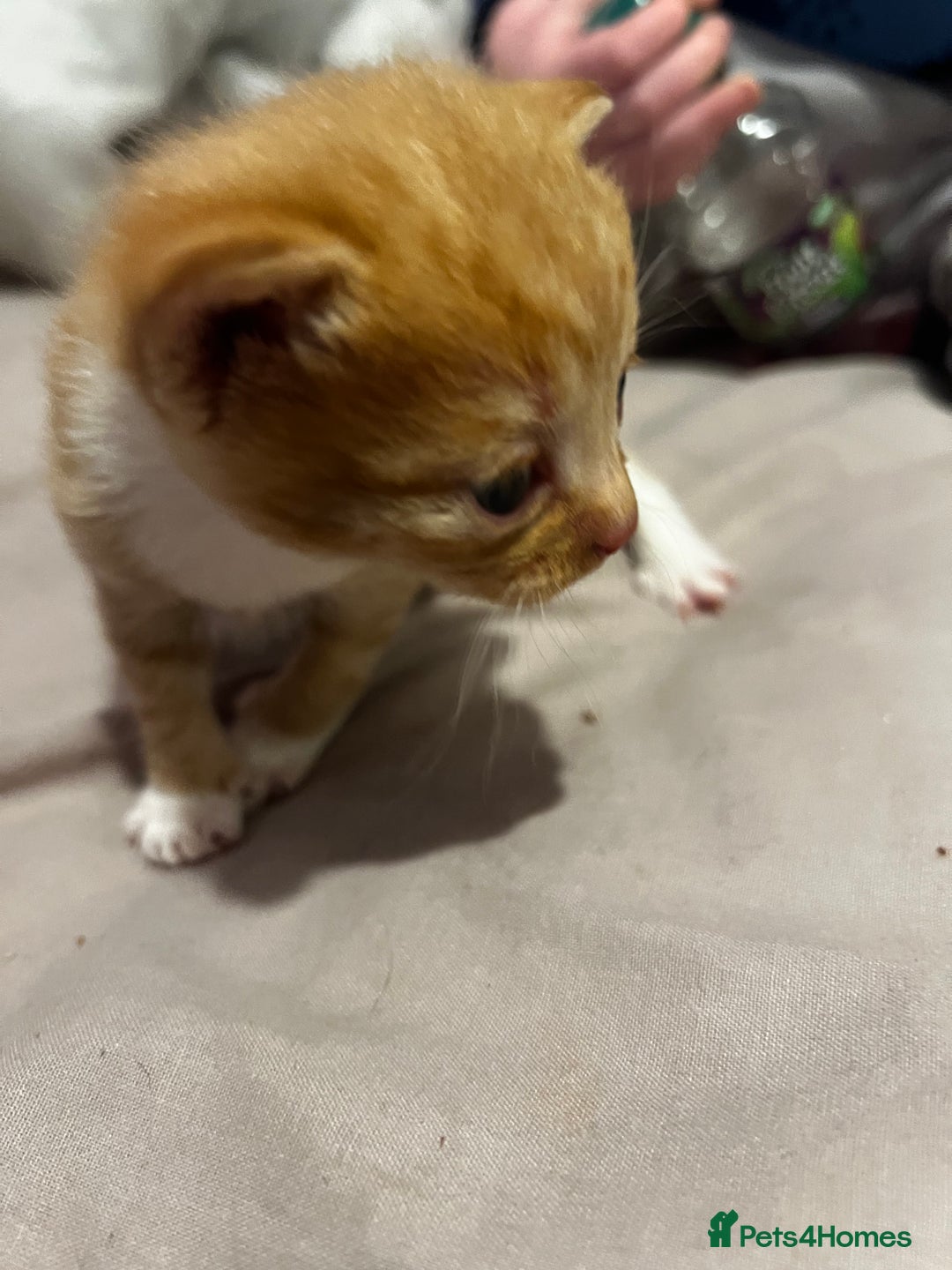 British Shorthair cats for sale: 4 gorgeous kittens for sale  - Image 10