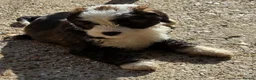 Tibetan Terrier dogs for sale: Tibetan Terrier puppies  - Advert 5