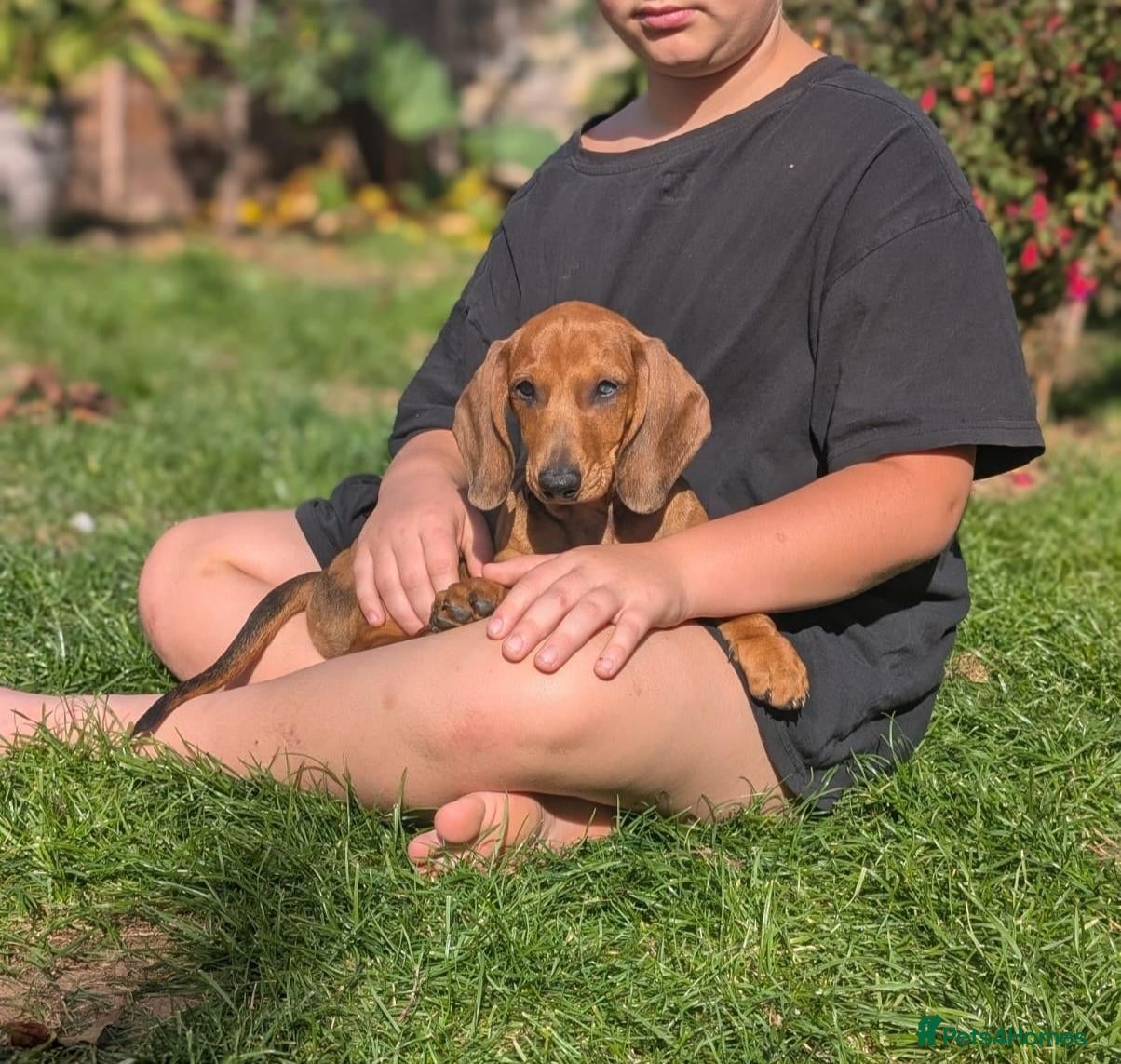 Dachshund dogs Champion Bloodline Standard Dachshund - Advert 1