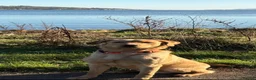 Labrador Retriever dogs for stud: Golden Labrador  in Perth - Advert 3