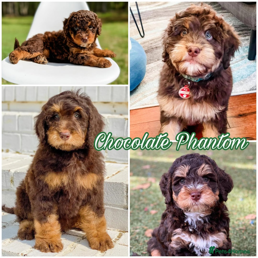 Bernedoodle dogs for sale: ⭐⭐⭐⭐Licensed•Ethical•HomeBreeder - Image 19