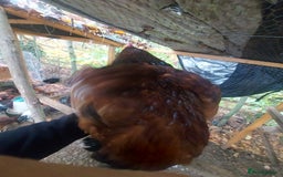 Chickens poultry for sale: More cockerel for sale - Image 8