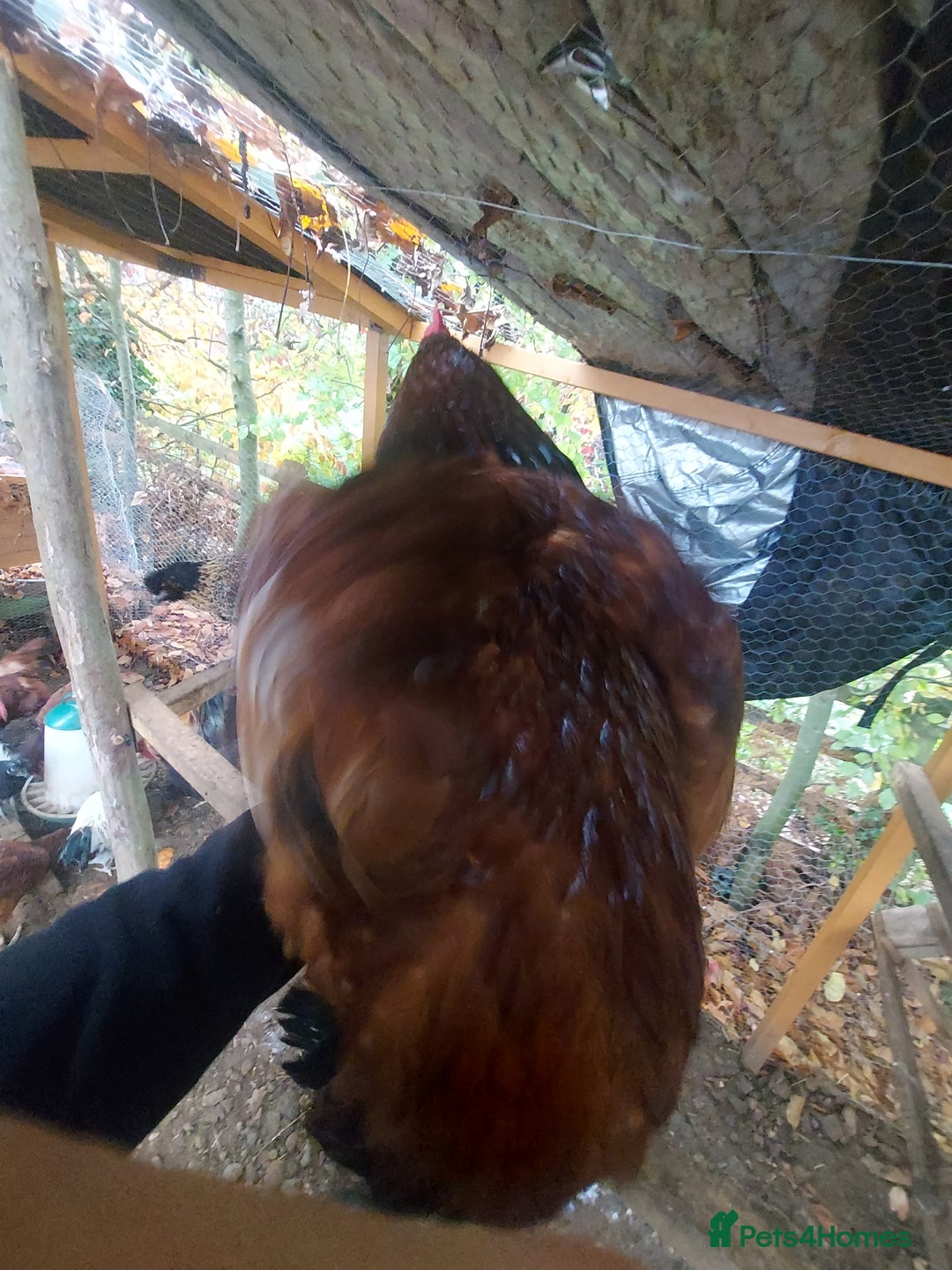 Chickens poultry for sale: More cockerel for sale - Image 8