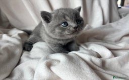 British Shorthair cats for sale: 🏆 pedigree British shorthair🏆 - Image 5
