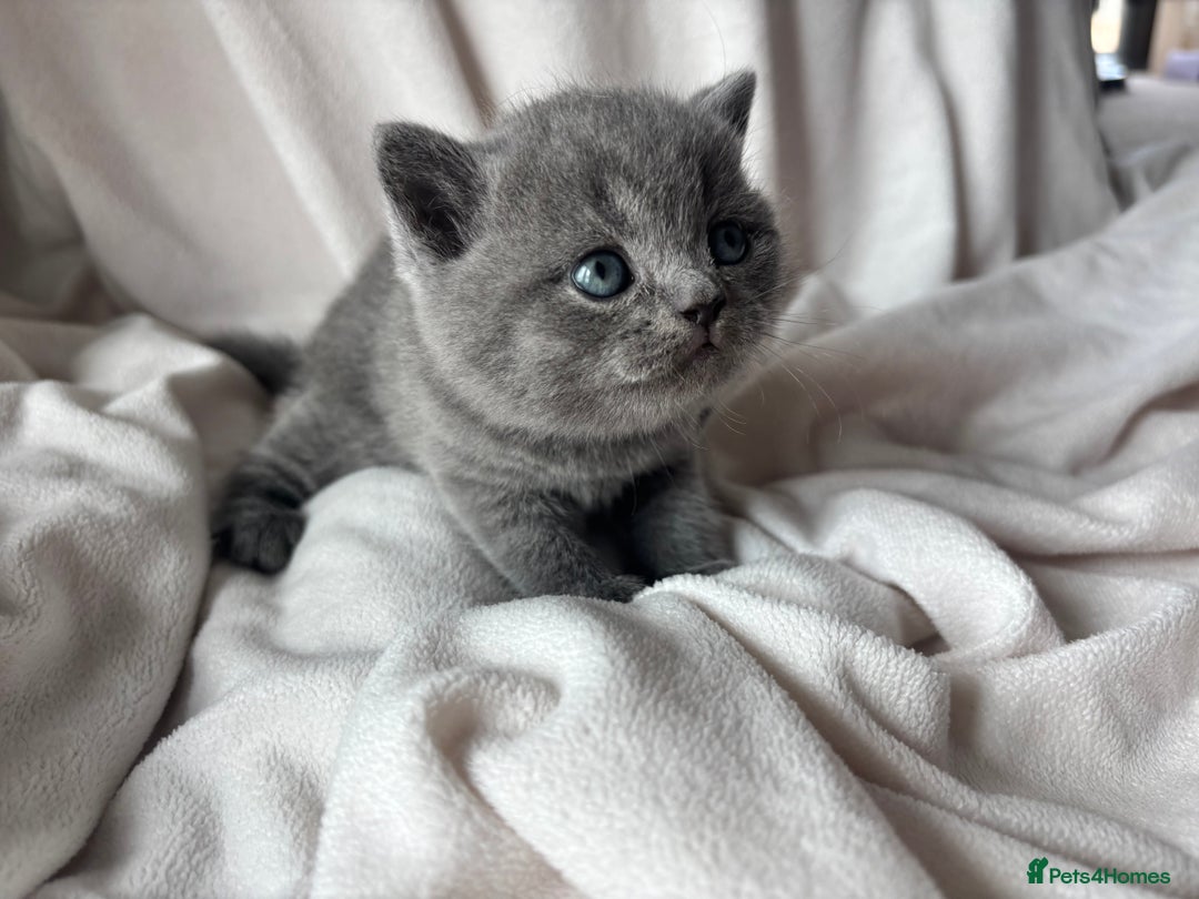 British Shorthair cats for sale: 🏆 pedigree British shorthair🏆 - Image 5