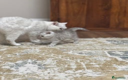 British Shorthair cats for sale: 2 TICA registered BSH kittens  - Image 17