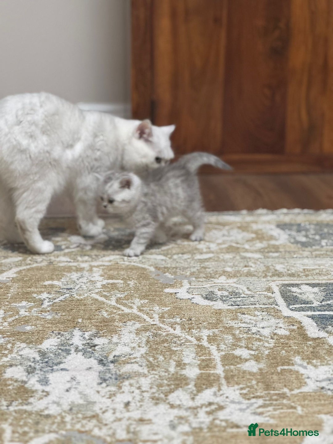 British Shorthair cats for sale: 2 TICA registered BSH kittens  - Image 17