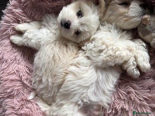 Bichon Frise dogs - Advert 1