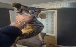 Mixed Breed cats for sale: mix litter Bengal and Norweign Forrest Kittens - Image 4