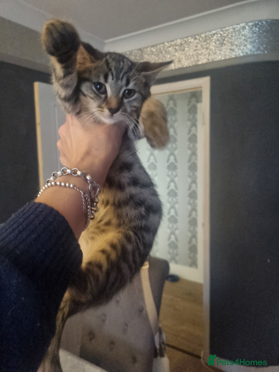 Mixed Breed cats for sale: mix litter Bengal and Norweign Forrest Kittens - Image 4