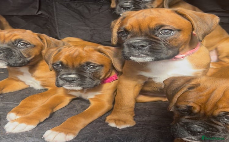 Boxer dogs - Advert 5