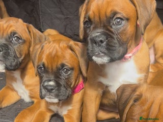 Boxer dogs SOLD! waitlist open, KC heartscore 0, CHAMPlines - Advert 1