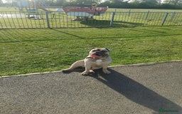 Mixed Breed dogs for sale: Mixed bulldog Hugo - Advert 2