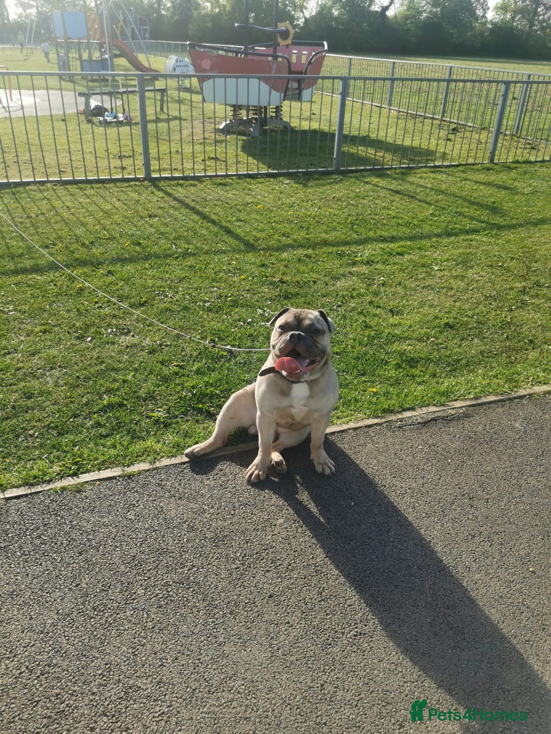 Mixed Breed dogs for sale: Mixed bulldog Hugo - Advert 2