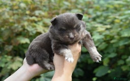 Pomsky dogs for sale: Merle Genuine Toy Size  Pomsky Puppies - Image 27