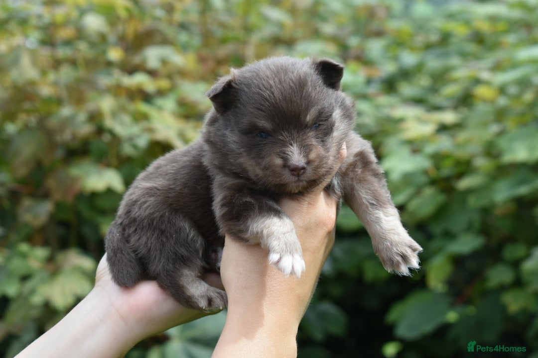 Pomsky dogs for sale: Merle Genuine Toy Size  Pomsky Puppies - Image 27