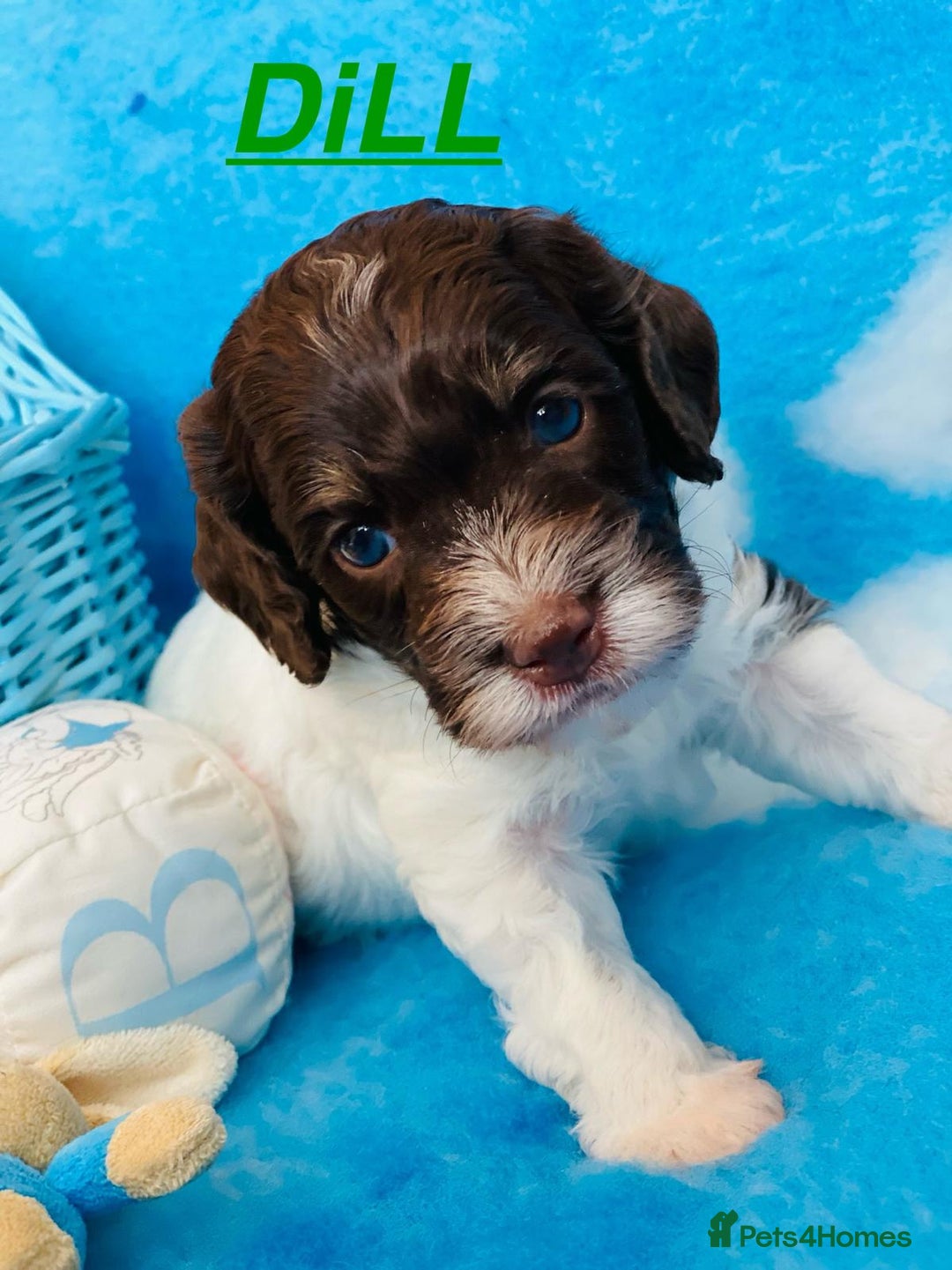 Cockapoo dogs for sale: Home raised American Cockapoos - Image 9