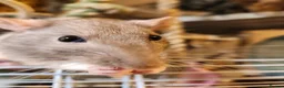 Rat rodents for sale: 5 female rats looking for a new home  in Porth - Advert 5