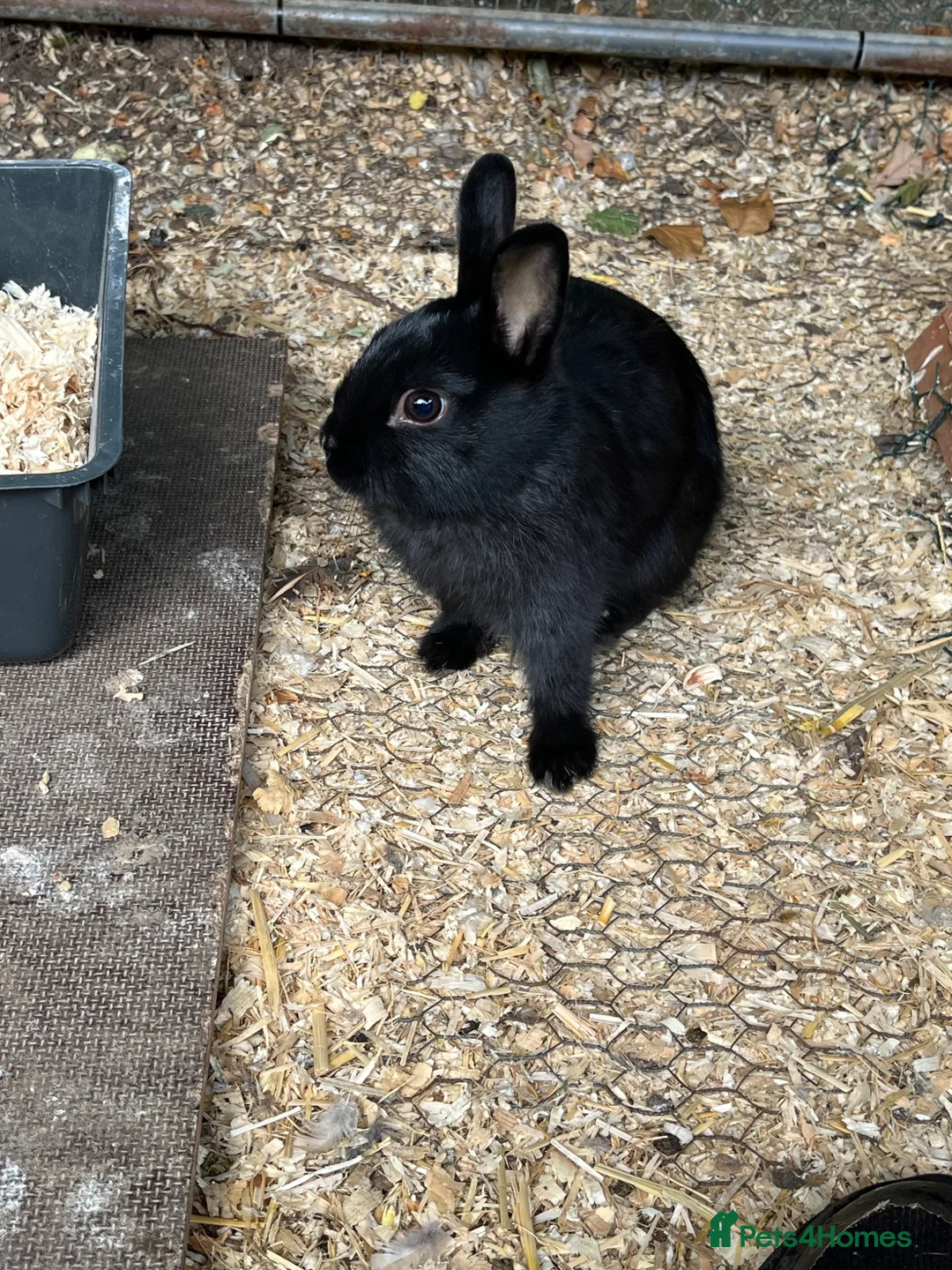 Netherland Dwarf rabbits for sale: 3 male Netherland Dwarfs. 11 weeks old.  - Advert 1
