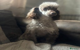 Toy Poodle dogs for sale: Black and Tan toy poodles  - Image 7
