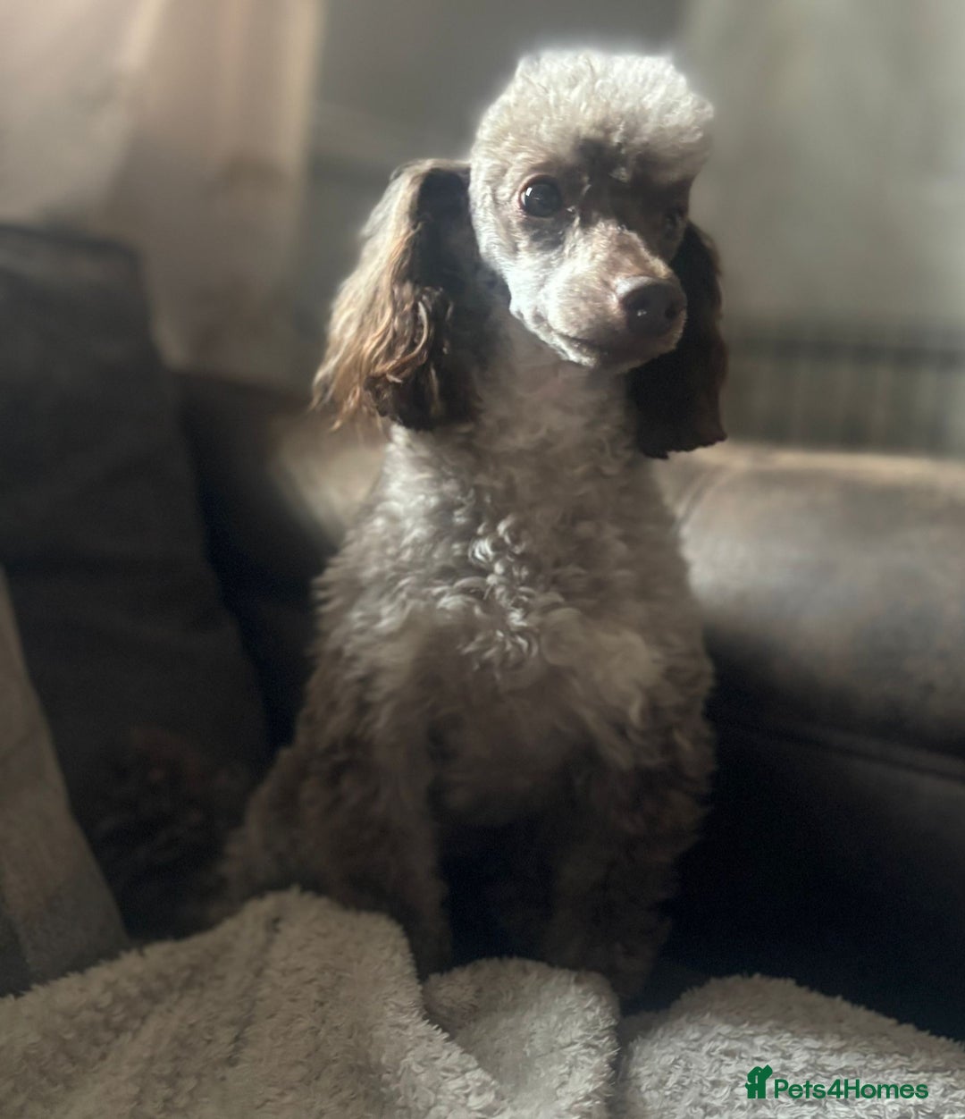 Toy Poodle dogs for sale: Black and Tan toy poodles  - Image 7