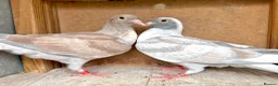Pigeons birds for sale: Piegons in London - Advert 9