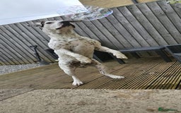 Mixed Breed dogs for sale: Snoopy staffy X Dalmatian  - Image 3