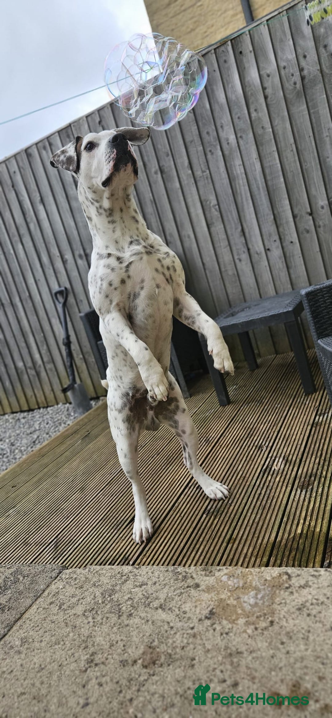 Mixed Breed dogs for sale: Snoopy staffy X Dalmatian  - Image 3