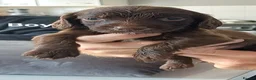 Sprocker dogs for sale: sprocker pups in King's Lynn - Advert 7