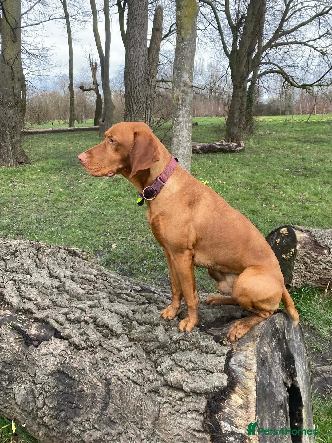 Hungarian Vizsla dogs for stud: Hungarian male vizsla ready for some romance 💕  in Preston - Advert 1