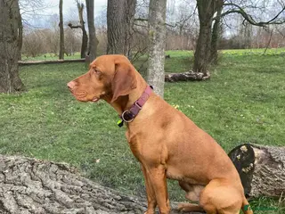 Hungarian Vizsla dogs Hungarian male vizsla ready for some romance 💕 - Advert 3