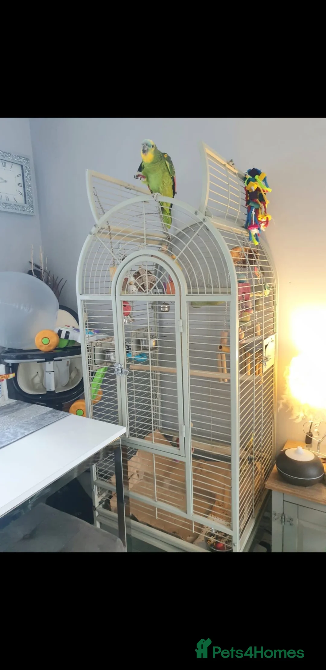 Parrots birds for sale: Amazon parrot  in Leigh - Advert 2