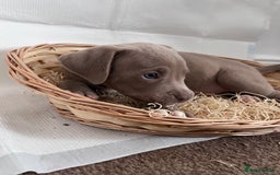 American Bully dogs for sale:  Medium Bully Puppies–XL are banned, these are NOT - Image 25